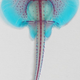 Image: Andrew Gillis/University of Cambridge